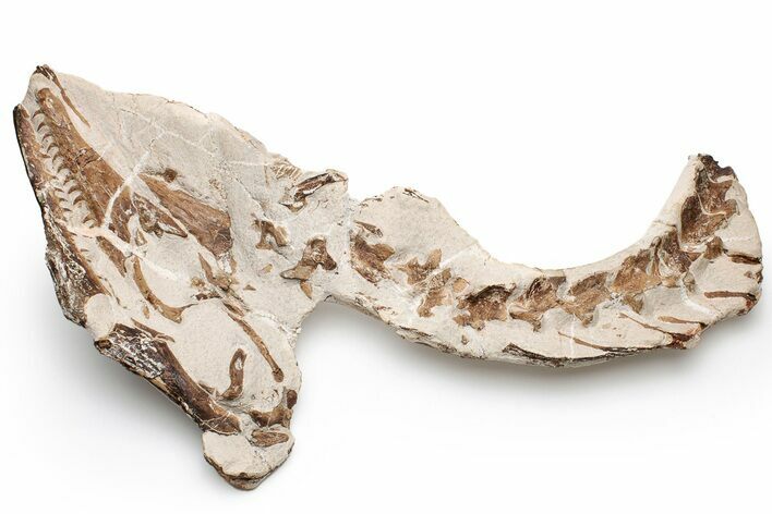 Fossil Mosasaur Skull With Vertebrae - Asfla, Morocco #225275